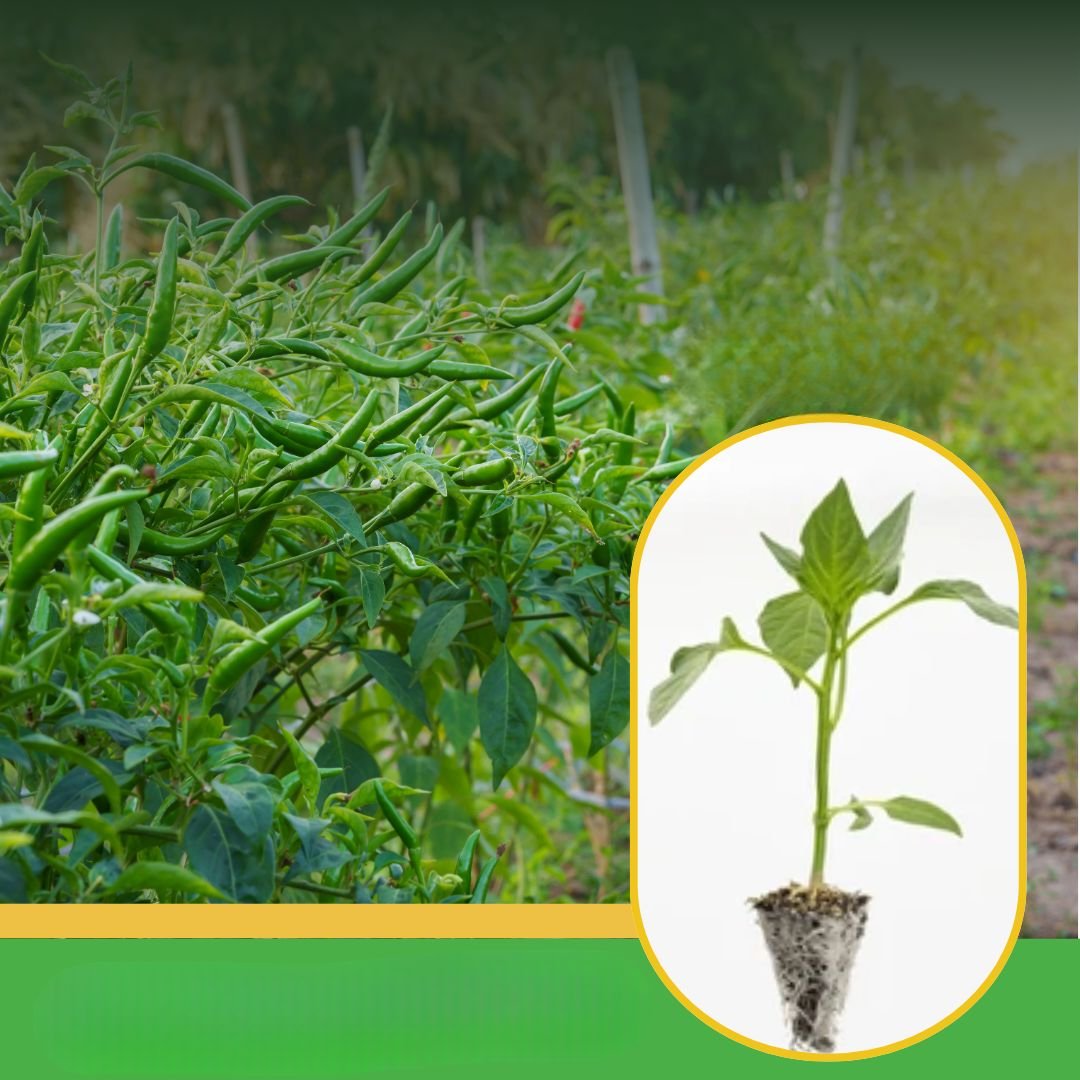 vibhanurserynashik.in