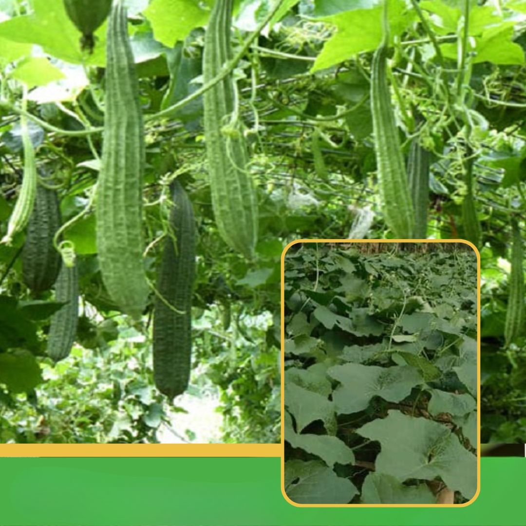 vibhanurserynashik.in