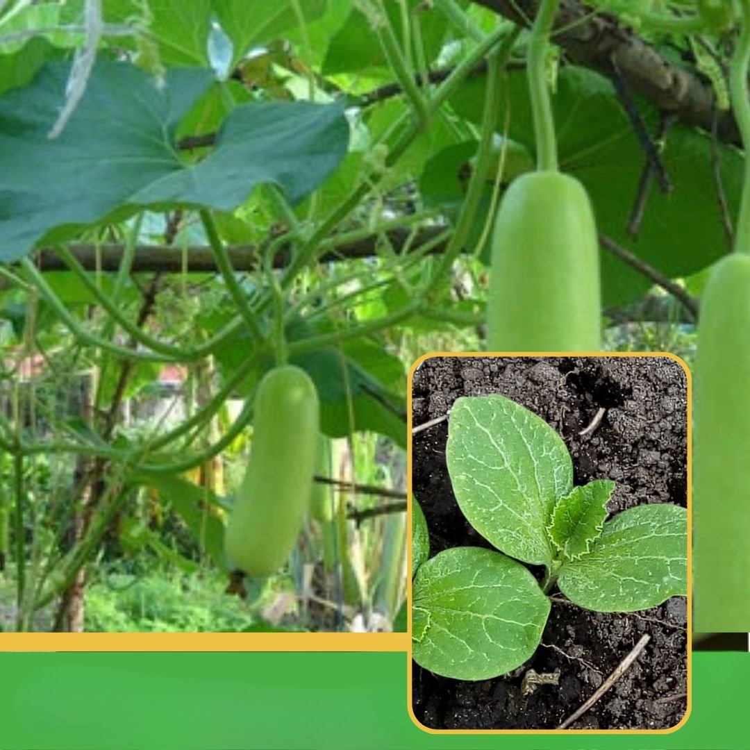 vibhanurserynashik.in