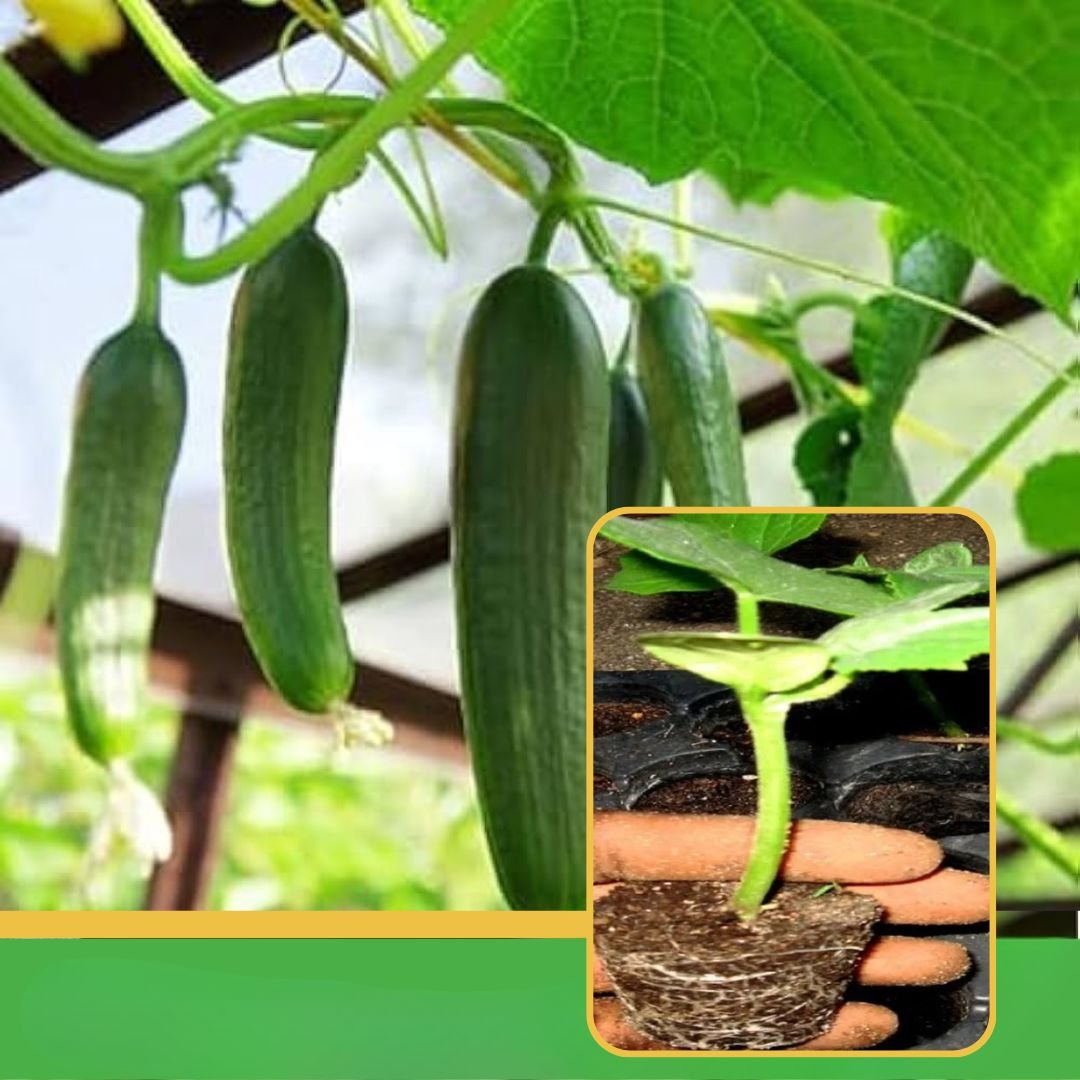 vibhanurserynashik.in