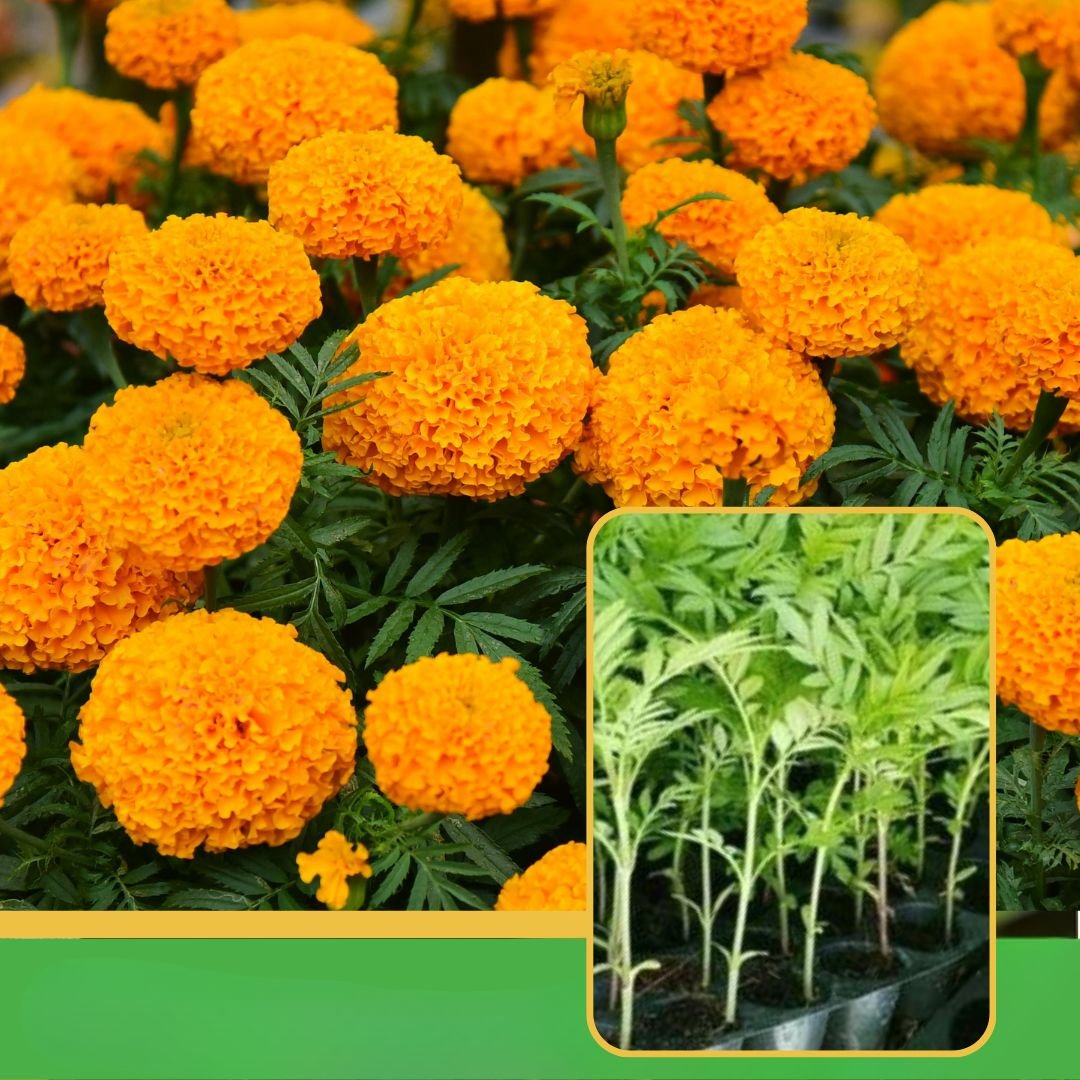 vibhanurserynashik.in