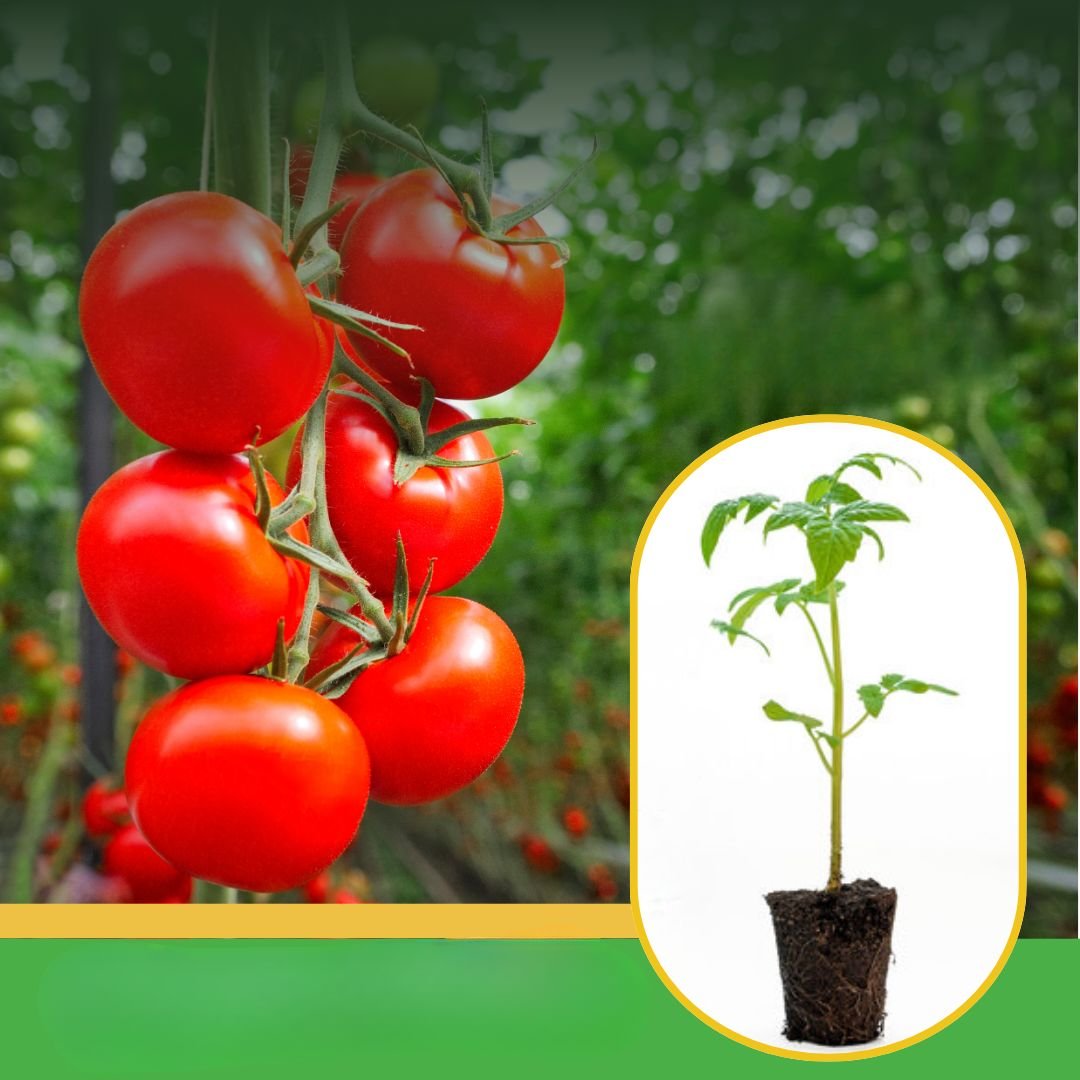 vibhanurserynashik.in