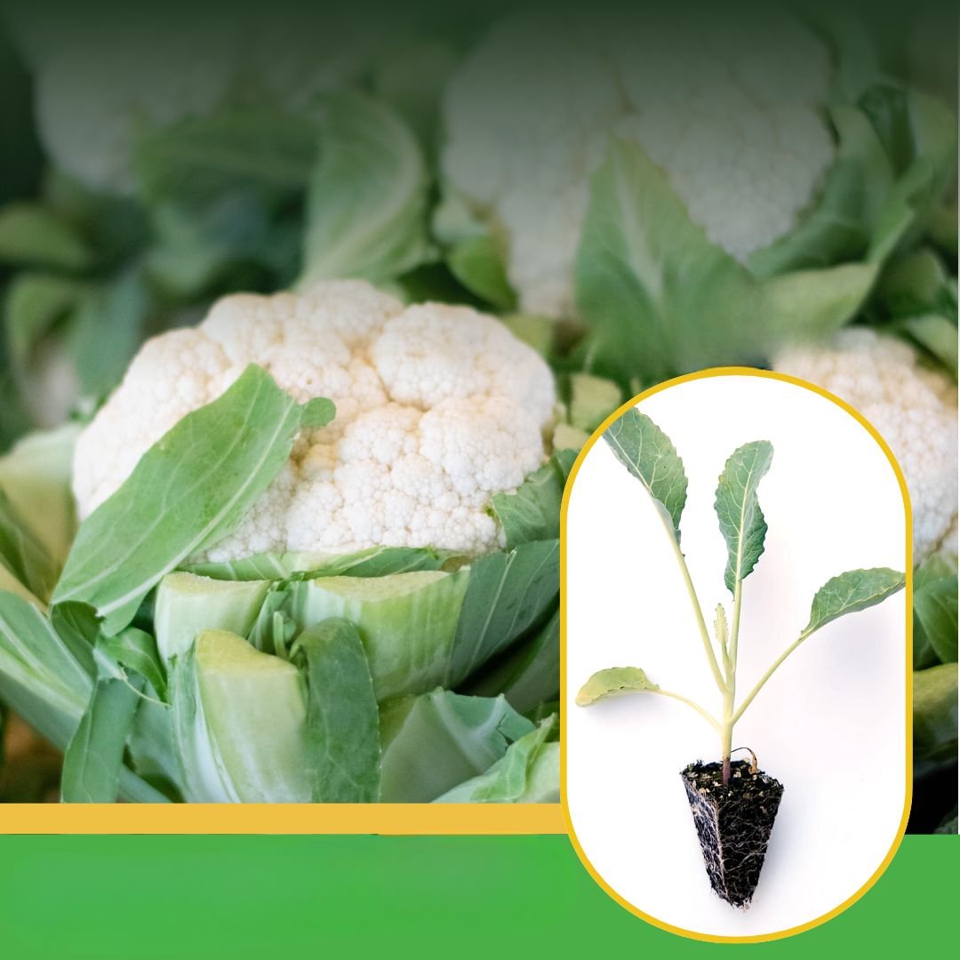 vibhanurserynashik.in