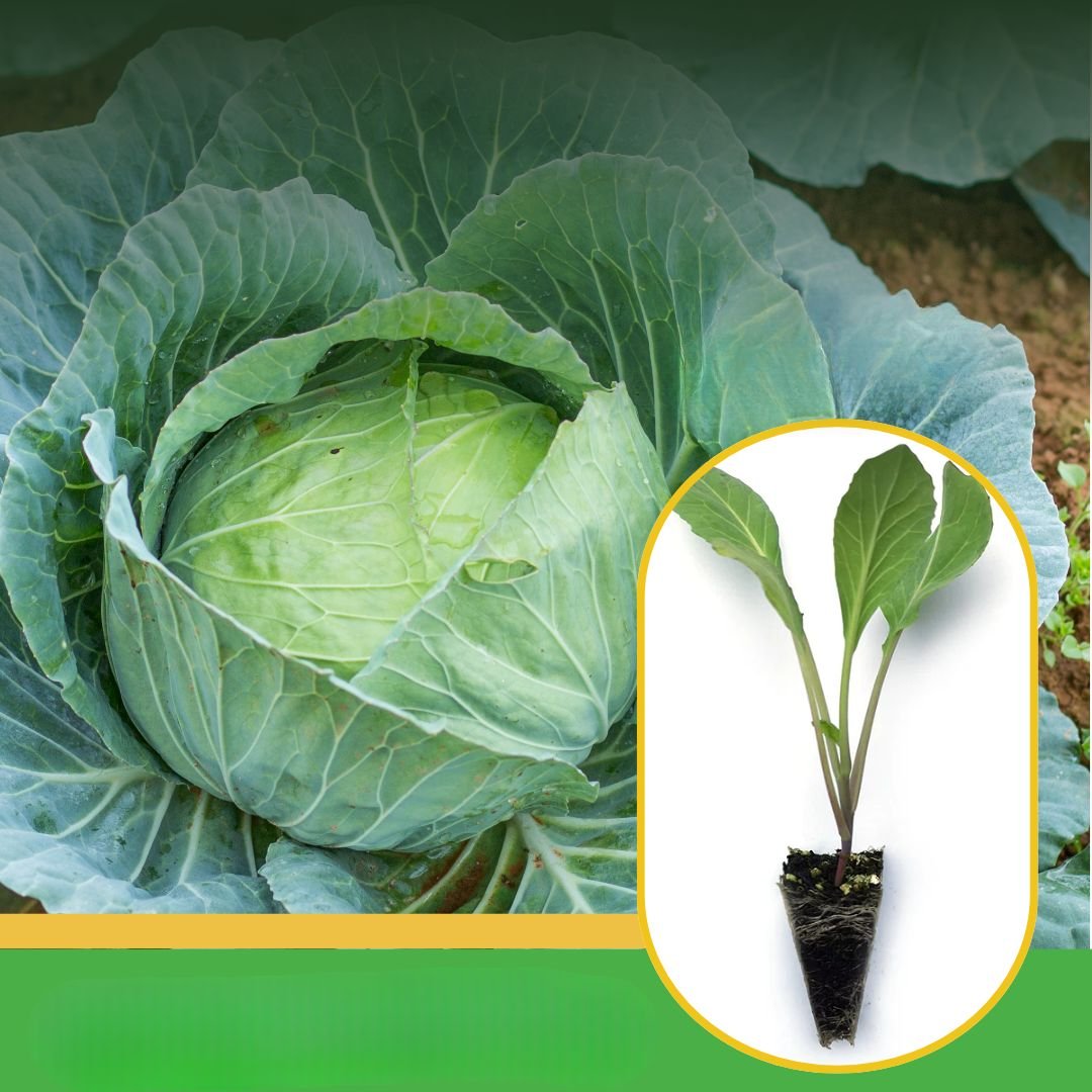 vibhanurserynashik.in