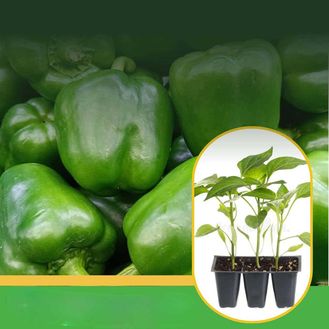 vibhanurserynashik.in