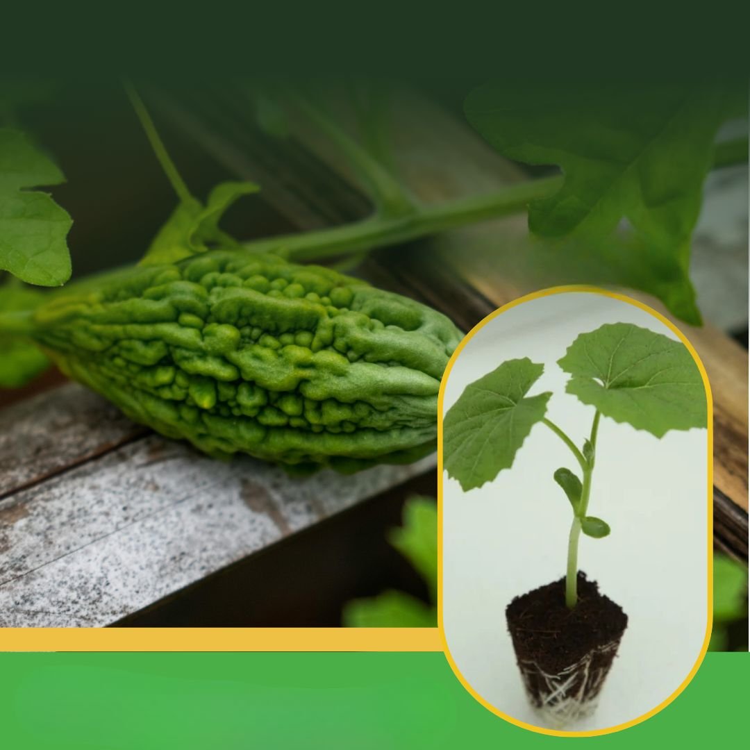 vibhanurserynashik.in