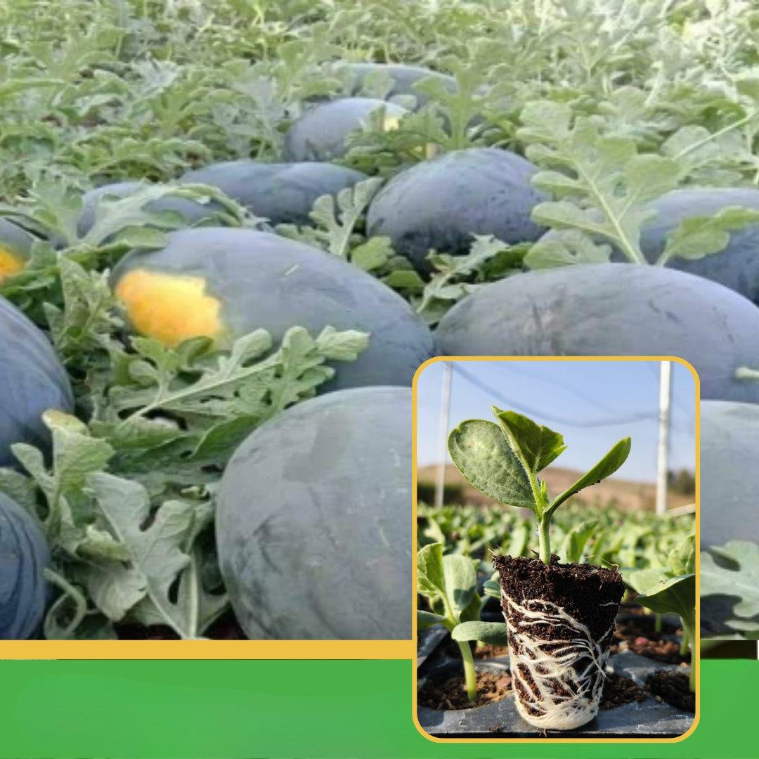 vibhanurserynashik.in