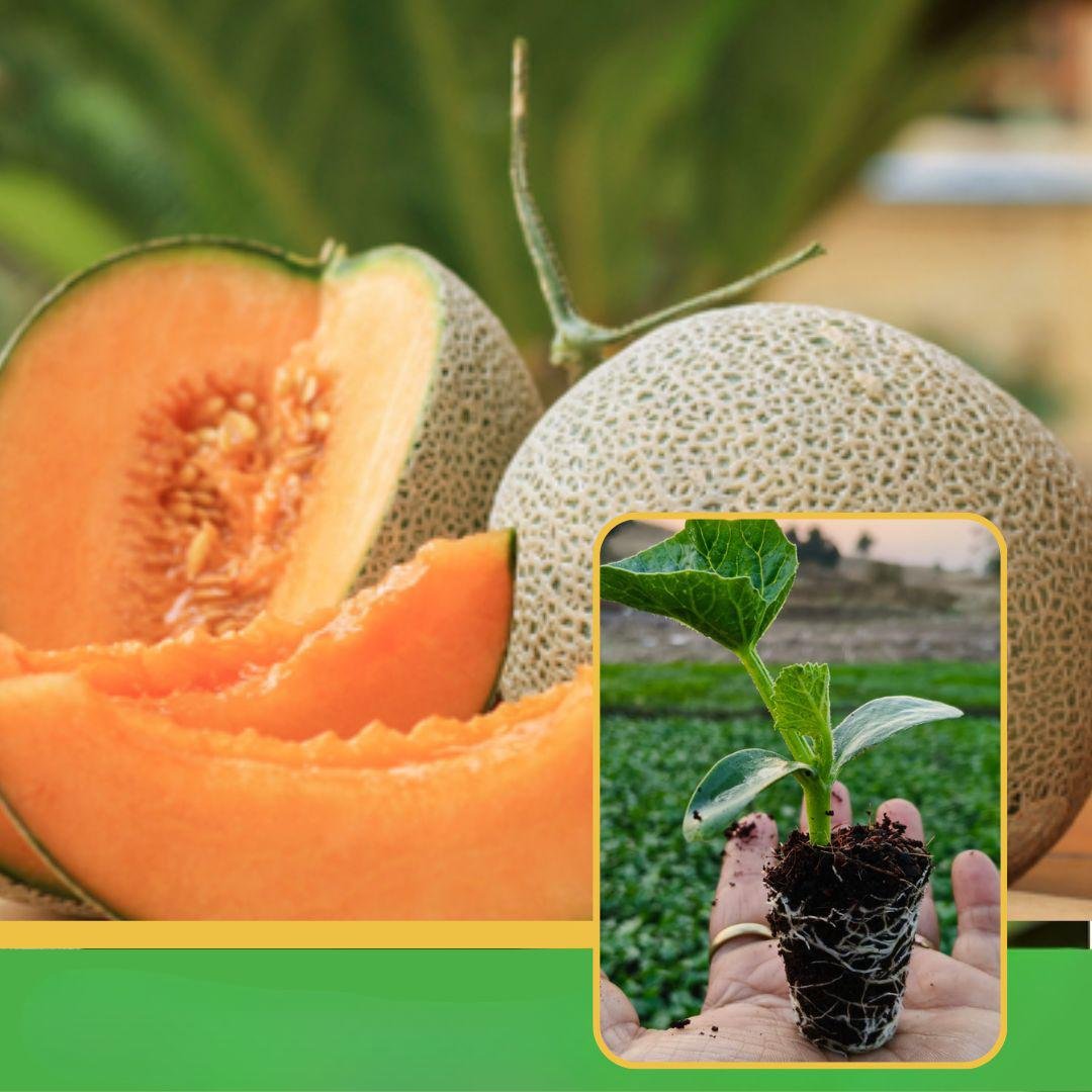 vibhanurserynashik.in