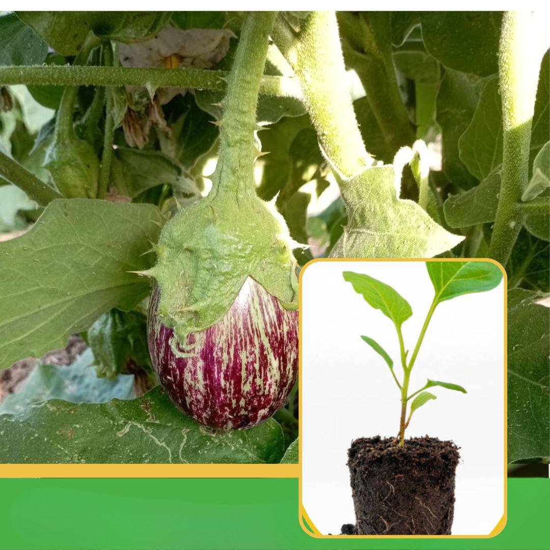 vibhanurserynashik.in